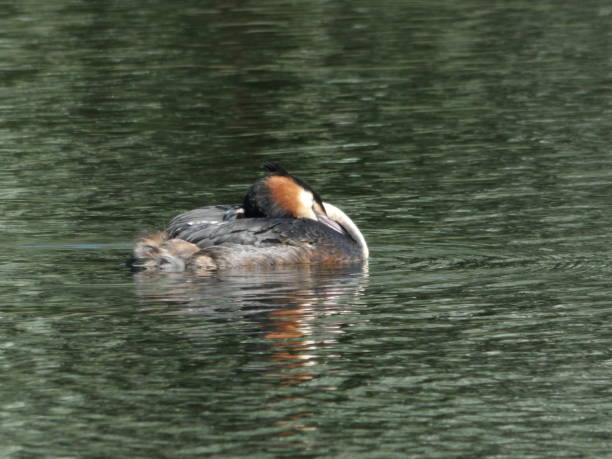istock Side view of Great Crested Grebe floating on the lake 952809128