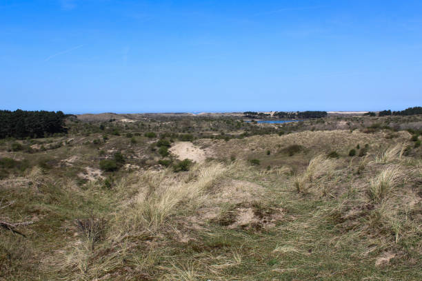 istock Dunes landscape, national park kennemerland zuid in the Netherlands, during spring 952811882