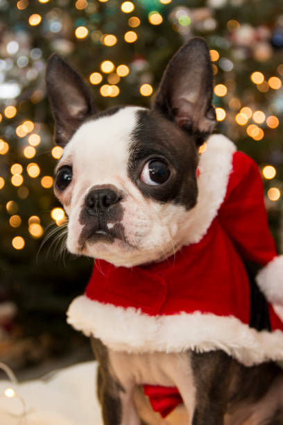 Adorable Boston Terrier Christmas Portrait stock photo