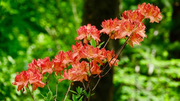 istock Azalea, Japanese Azalea 952812746