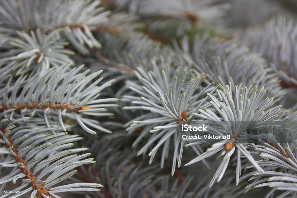 Azul fondo de pinos - Foto de stock de Abeto libre de derechos