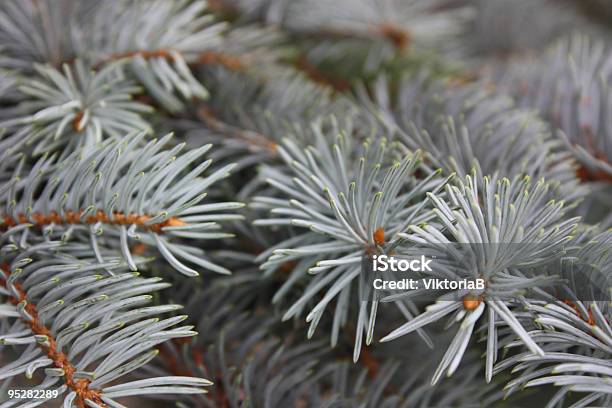 Azul Fondo De Pinos Foto de stock y más banco de imágenes de Abeto - Abeto, Abeto Picea, Aguja - Parte de planta