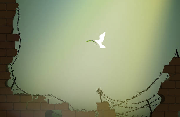 кусок прийти, голубь с оливковой ветвью летит к разрушенной кирпичной стене с колючей проволокой, символ надежды, новая жизнь после �войны к� - конфликт stock illustrations