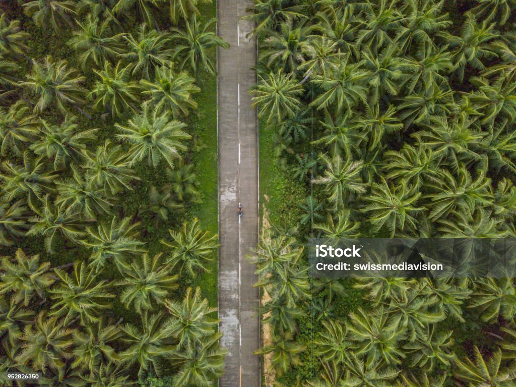 Aerial view of man driving motorbike in palm trees road in the Philippines Drone point of view of man driving motorbike in palm trees road in the Philippines, aerial view from drone. People travel destinations nature adventure concept Palm Tree Stock Photo