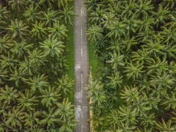 Drone point of view of man driving motorbike in palm trees road in the Philippines, aerial view from drone. People travel destinations nature adventure concept