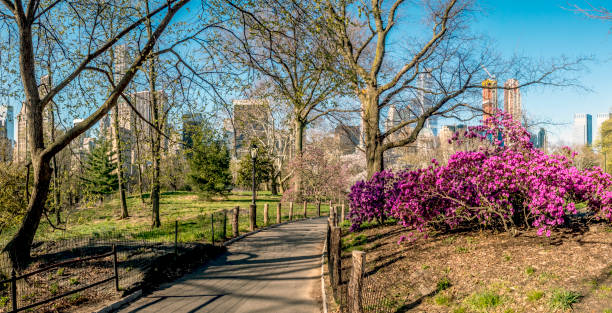 istock Central Park, New York City spring 952827126