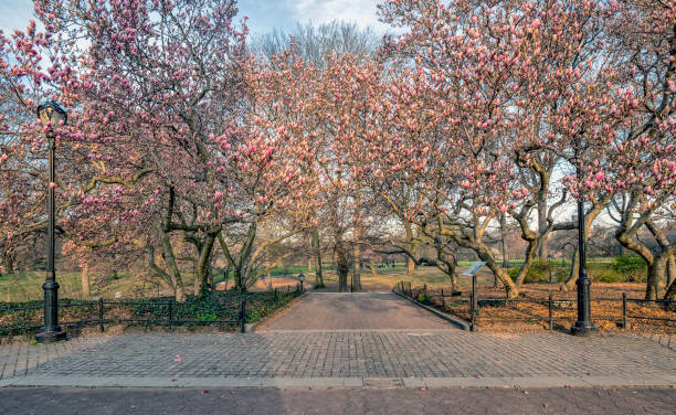 istock Central Park, New York City spring 952827456