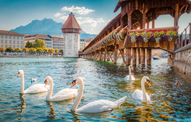 Historic town of Lucerne with famous Chapel Bridge, Switzerland Historic city center of Lucerne with famous Chapel Bridge, the city's symbol and one of the Switzerland's main tourist attractions, and Mount Pilatus peak in the background, Switzerland franconia photos stock pictures, royalty-free photos & images