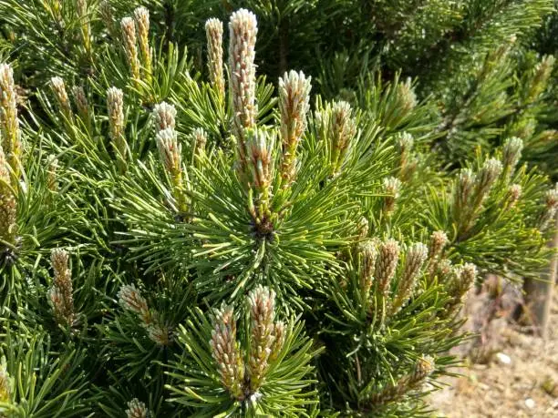 green spike plant