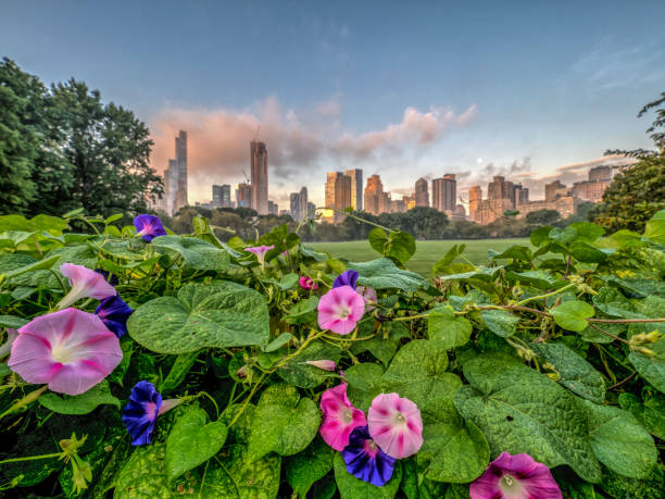 istock Central Park, New York City, sumer 952830442