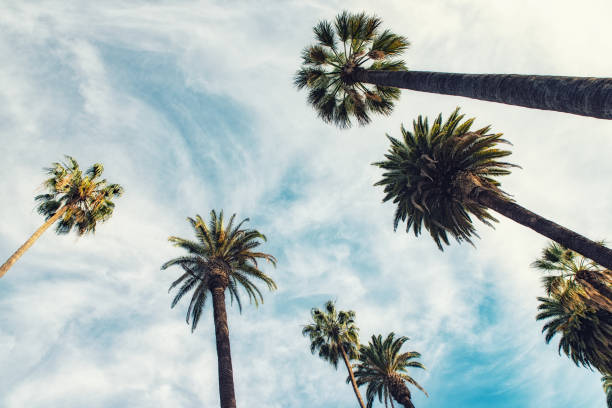 istock California palm trees in vintage style. 952831672