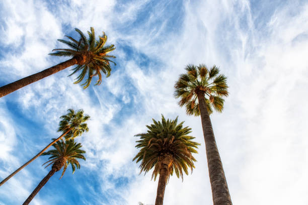 istock Beverly Hills Los Angeles Rodeo Palm Trees 952831860