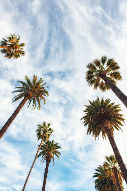 istock Beverly Hills Los Angeles Rodeo Palm Trees 952831862