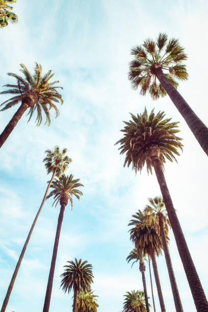 Beverly Hills Los Angeles Rodeo Palm Trees upward view of palm trees against blue sky bel air photos stock pictures, royalty-free photos & images