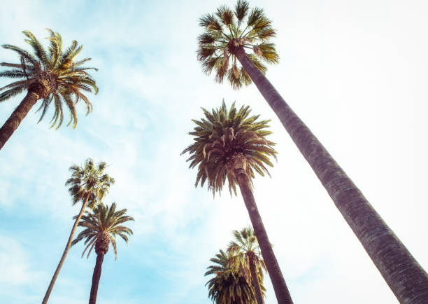 istock Beverly Hills Los Angeles Rodeo Palm Trees 952831874