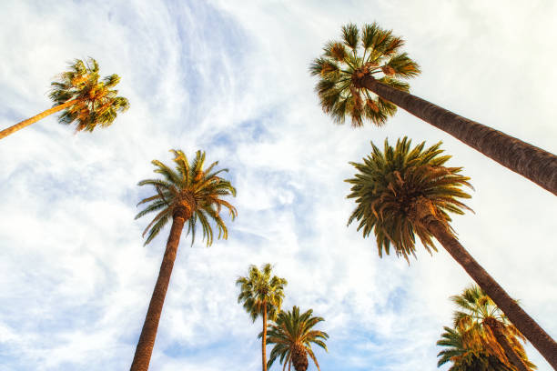 istock Beverly Hills Los Angeles Rodeo Palm Trees 952831880