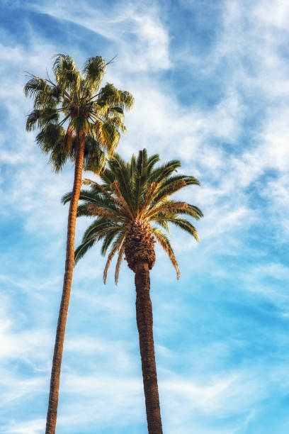 istock Rodeo Drive Beverly Hills Captivating crown-liked Palm Trees 952831892