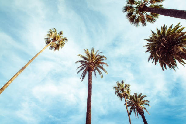 istock California palm trees in vintage style. 952831898