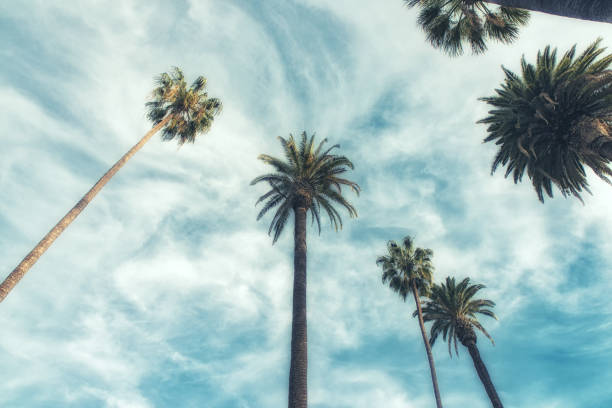 istock California palm trees in vintage style. 952831910