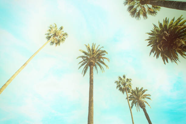 istock California palm trees in vintage style. 952831916
