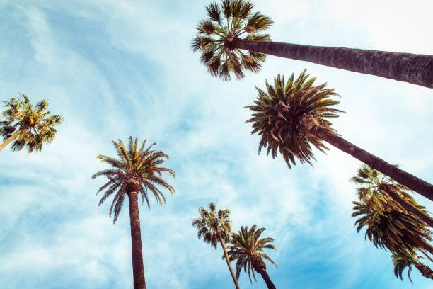istock Palms at sunny day at blue sky with clouds background 952831918