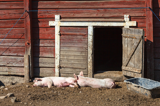 Pigs are sleeping outside a sty