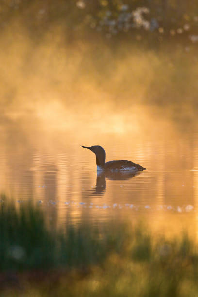istock Red-throated loon in the the dawn light 952835842