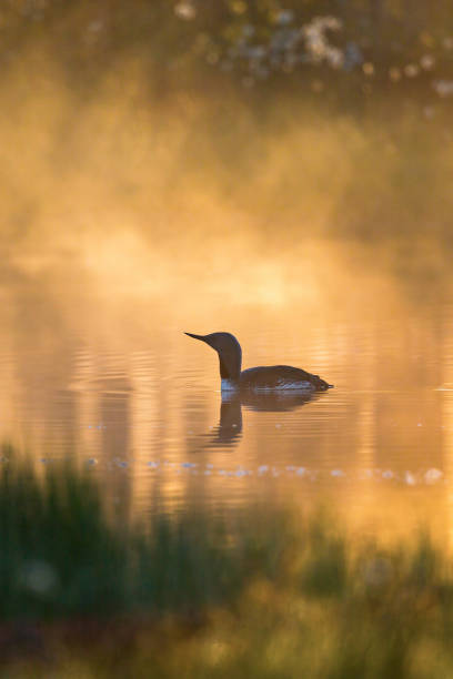 mergulhão-de-garganta-vermelha na luz do amanhecer - sweden summer swimming lake - fotografias e filmes do acervo