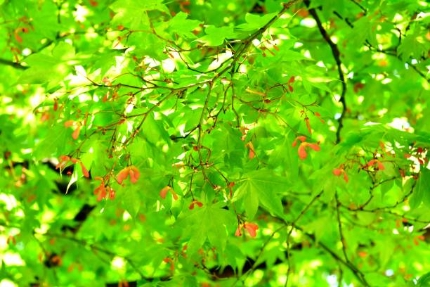 istock Fresh Lush Foliage: Japanese Maple Trees and Leaves 952835978