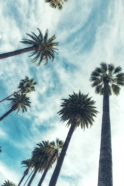 istock California palm trees in vintage style. 952837070