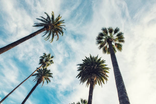 istock California palm trees in vintage style. 952837104