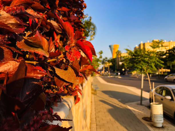 istock Spring flowers in Israel. Close up shot. 952839652