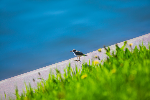 bird and green grass on the shore