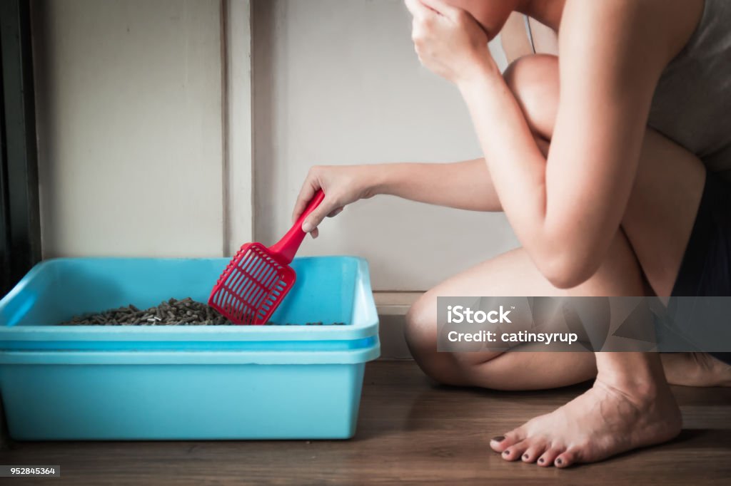 Woman wearing a gray spaghetti strap cleaning the blue little box or cat toilet, feeling stinky Domestic Cat Stock Photo