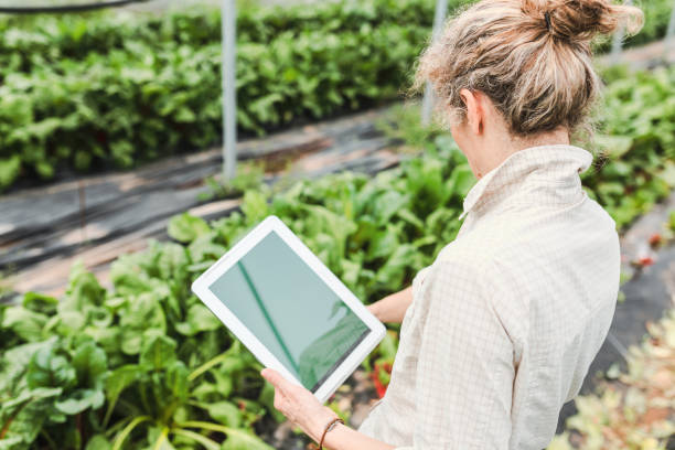 istock Farmer controlling vegetables in greenhouse with digital tablet 952848244
