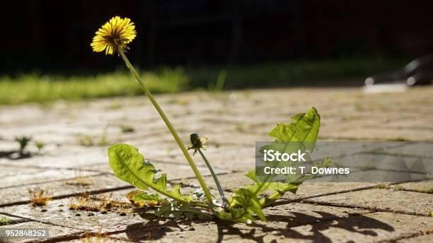 Dente Di Leone Che Cresce Attraverso Un Patio - Fotografie stock e altre immagini di Pianta selvatica - Pianta selvatica, Patio, A forma di blocco