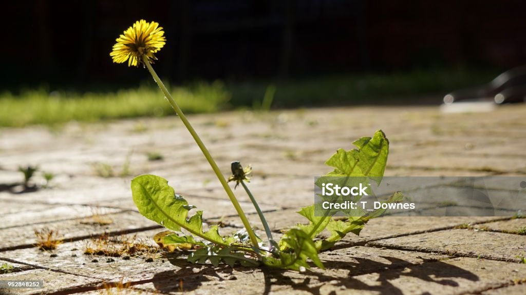 Dandelion growing through a patio. A Dandelion flower and leaves bathed in sunshine, growing through the paving blocks. Uncultivated Stock Photo