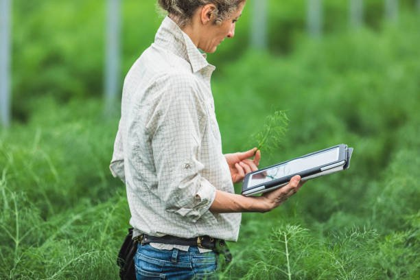 istock Farmer controlling vegetables in greenhouse with digital tablet 952848364