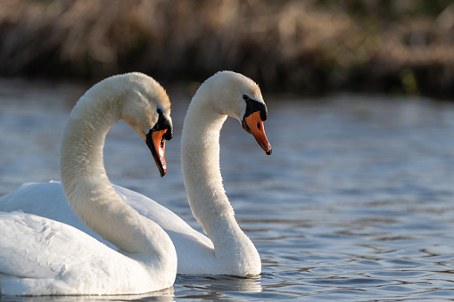 Mute swan (Cygnus olor) couple swimming side by side.