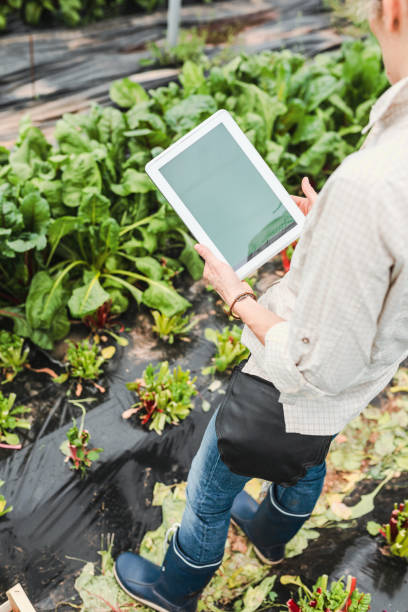 istock Farmer controlling vegetables in greenhouse with digital tablet 952849024