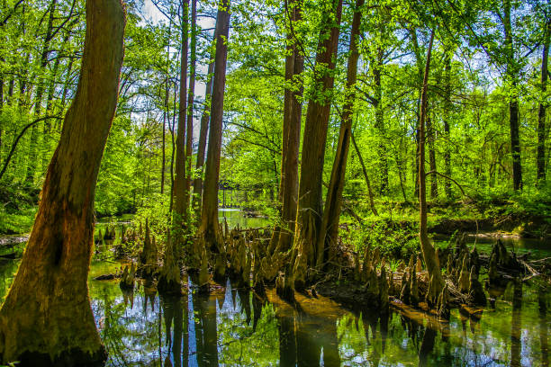 istock Outdoor Wilderness in Arkansas 952851748