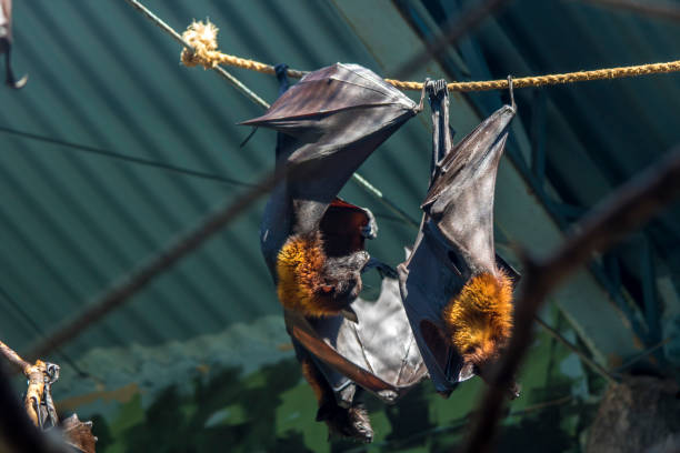 istock dark bats in the city 952852088