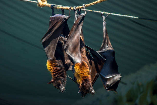 dark bats in the city