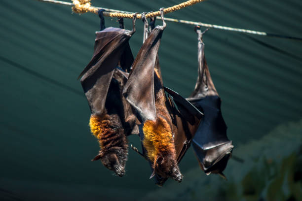 dark bats in the city dark bats in the city fruit bat photos stock pictures, royalty-free photos & images
