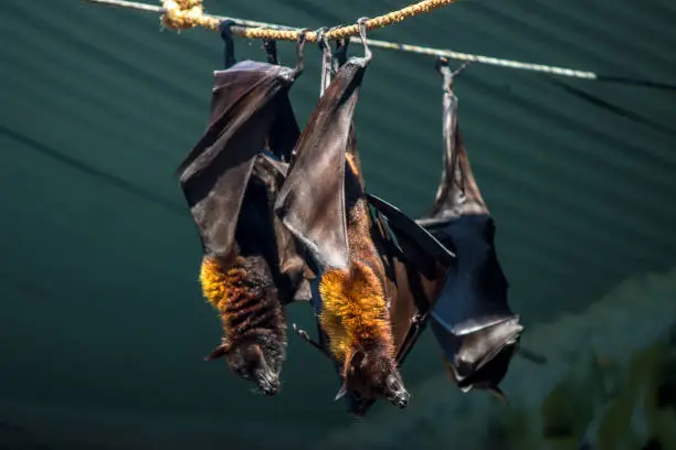 Photo of dark bats in the city