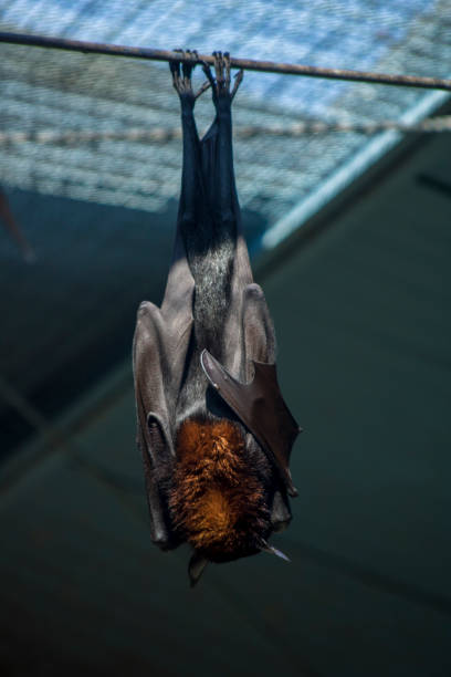 istock dark bats in the city 952852122