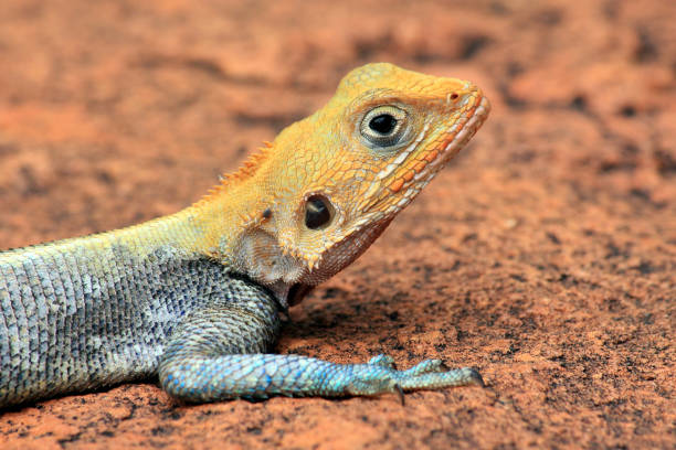 istock Kenyan Rock Agama (Agama lionotus) lying on stone. Tsavo West National Park, Kenya. 952855224