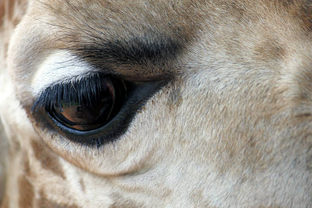 istock close up of giraffe eye 952855314