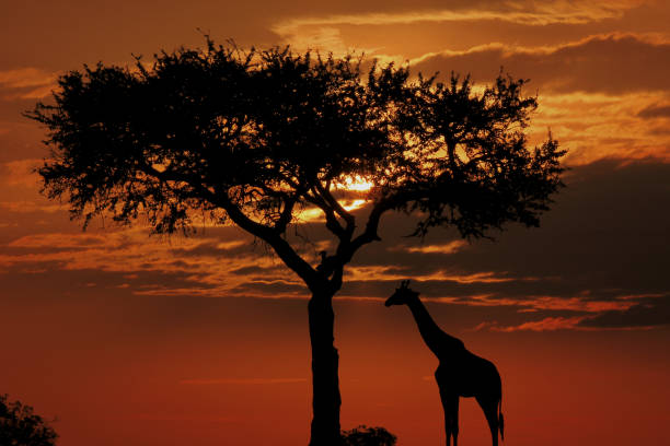 istock Acacia tree, sunset and giraffes silhouette. 952855346