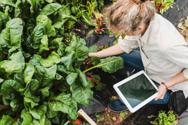 istock Farmer controlling vegetables in greenhouse 952855494
